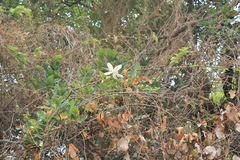 Magnolia pugana