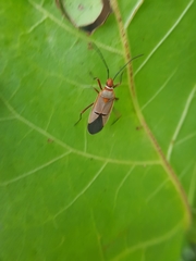Dysdercus intermedius