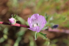 Sidalcea malviflora