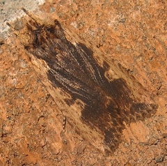 Lithophane hemina