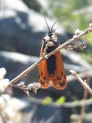 Setina aurita