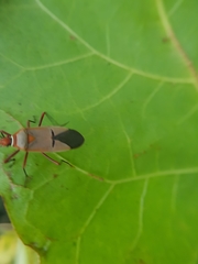 Dysdercus intermedius
