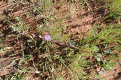 Sidalcea malviflora