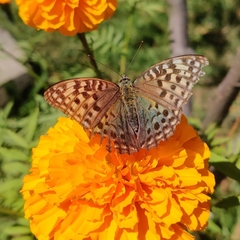 Argynnis kamala