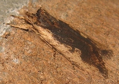 Lithophane hemina