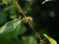 Triumfetta annua