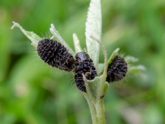 Calligrapha polyspila