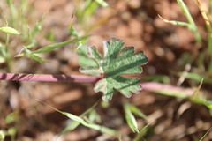 Sidalcea malviflora