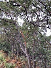 Eucalyptus botryoides