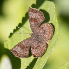 Calephelis braziliensis