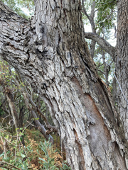 Eucalyptus botryoides