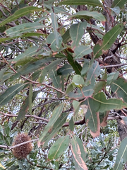Eucalyptus botryoides