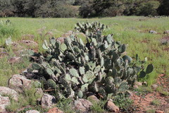 Opuntia × vaseyi