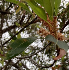 Eucalyptus botryoides