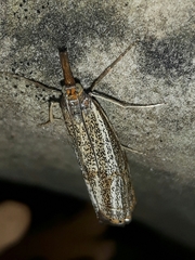 Thisanotia chrysonuchella