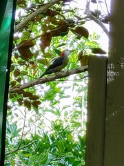Melanerpes radiolatus