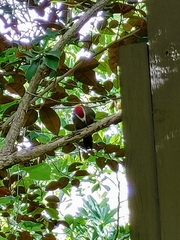 Melanerpes radiolatus