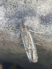 Thisanotia chrysonuchella