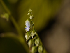 Rhynchoglossum obliquum