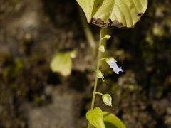 Rhynchoglossum obliquum