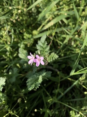 Erodium cicutarium