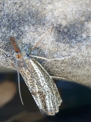 Thisanotia chrysonuchella