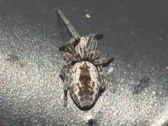 Dictyna volucripes