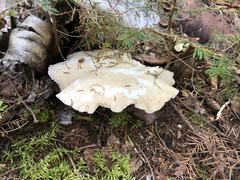 Albatrellus subrubescens