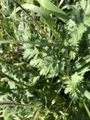 Erodium cicutarium