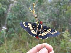 Sarbia xanthippe