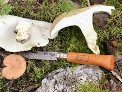 Albatrellus subrubescens