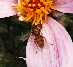 Episyrphus balteatus