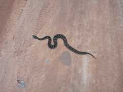 Bothrops neuwiedi
