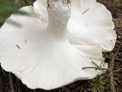 Albatrellus subrubescens