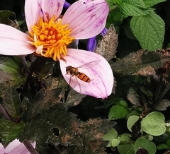 Episyrphus balteatus