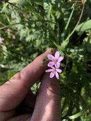 Erodium cicutarium