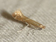 Cremastobombycia solidaginis