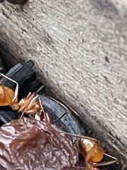 Camponotus castaneus