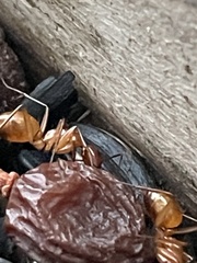 Camponotus castaneus