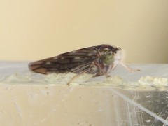 Idiocerus albolinea