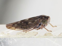Idiocerus albolinea