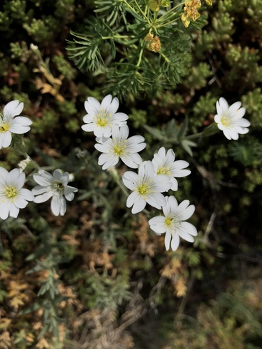 Cerastium arvense iNat (1)