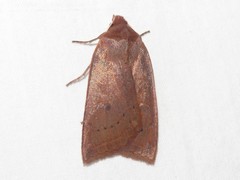 Epiglaea decliva