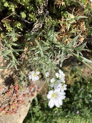 Cerastium arvense