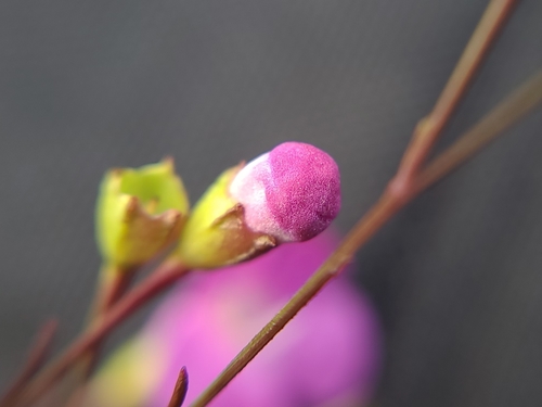 Agalinis filifolia image