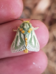 Coenobasis albiramosa