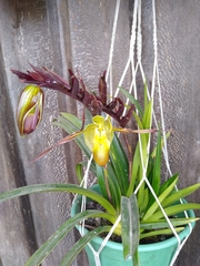 Phragmipedium longifolium