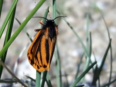 Setina aurita