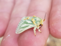 Coenobasis albiramosa
