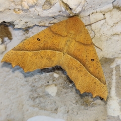 Odontopera bilinearia